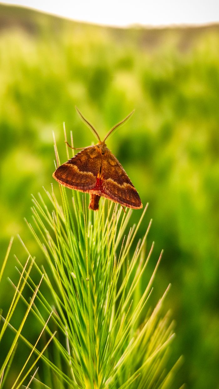 Vibrant moth resting on pine needles in a natural setting.